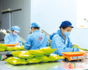 隨縣高城鎮(zhèn)： “草木”成金 藥材鋪就振興路