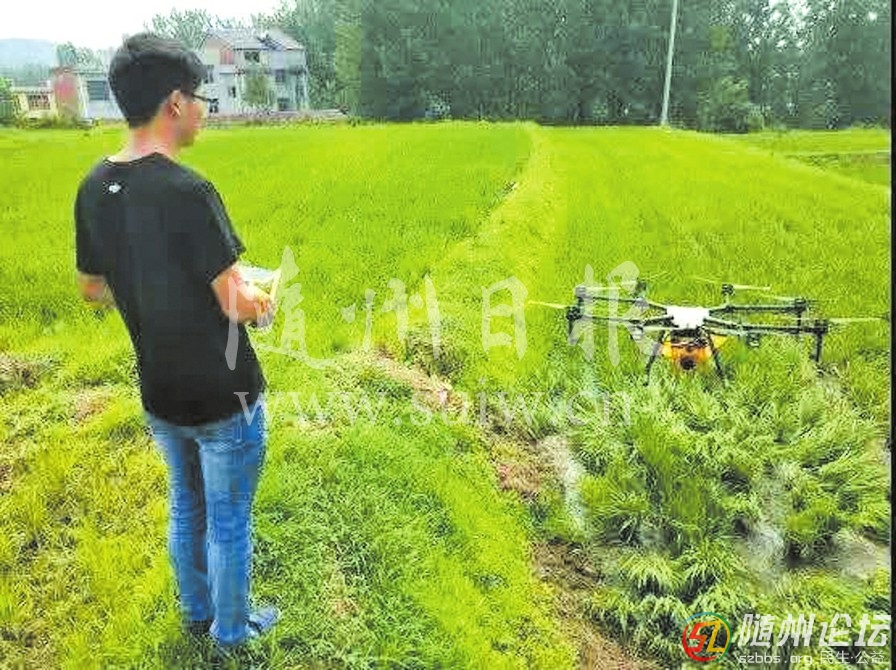 每日一景/隨縣高城鎮(zhèn)大橋村開展無人機(jī)除草、防蟲治病服務(wù)