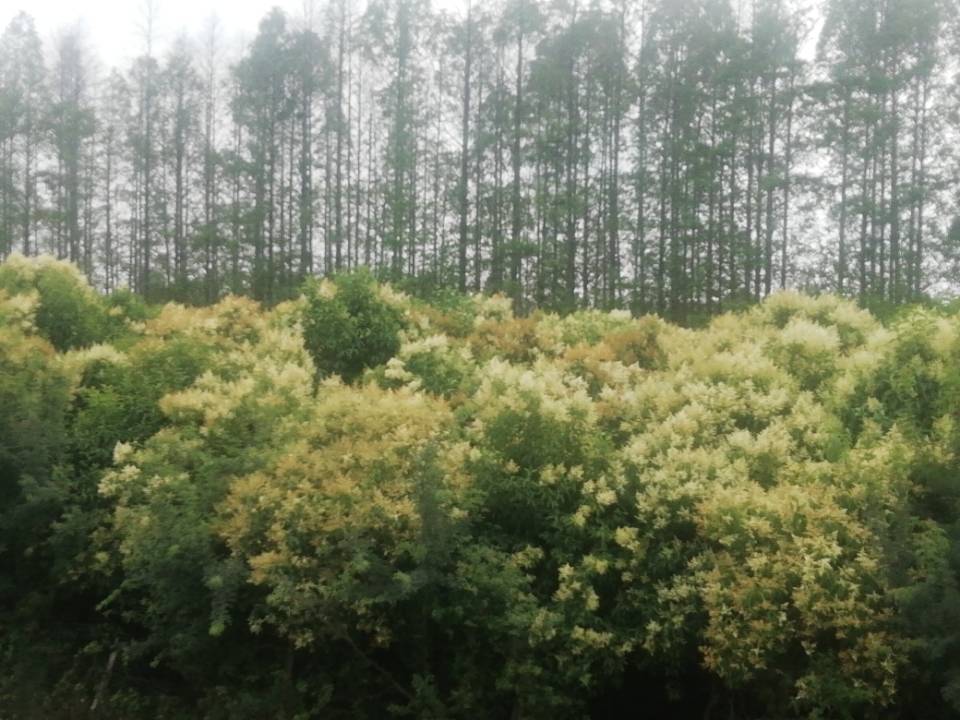 大堤很高，高到一排杉樹巔子旁邊，高到一排槐樹花的頂上?？词裁炊加X得是俯視，包括她的城市。 ... ... ...